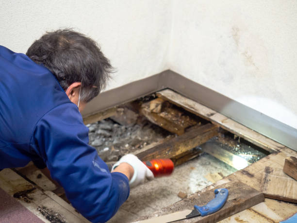 Home Mold Removal in Oakland City, IN