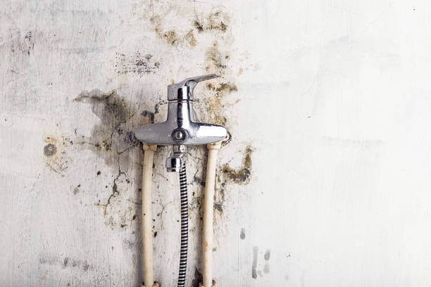 Best Affordable Mold Removal  in Oakland City, IN