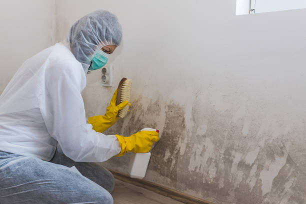 Professional Mold Removal in Oakland City, IN