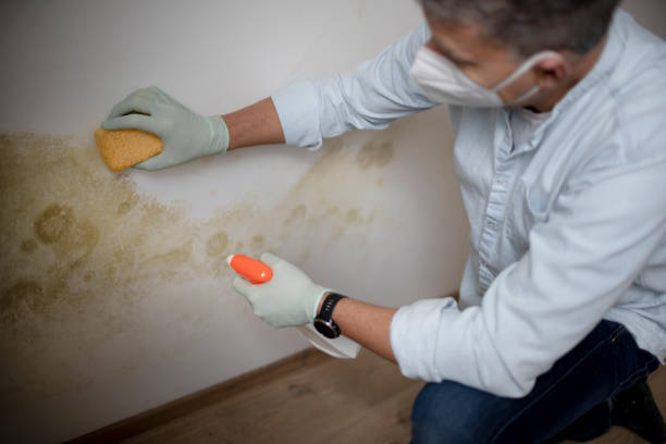 Best Mold Removal Company Near Me  in Oakland City, IN