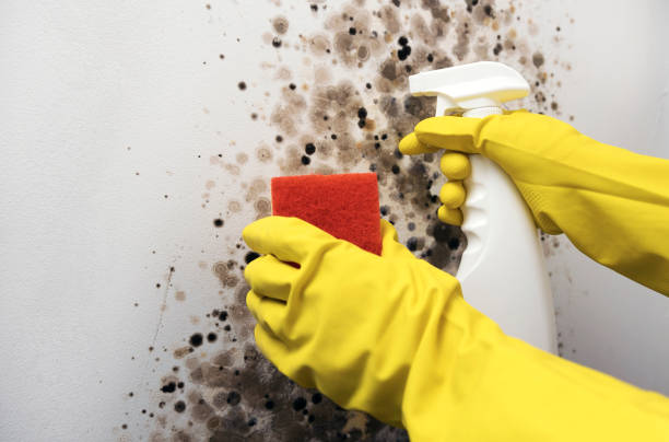 Best Local Mold Removal Service  in Oakland City, IN