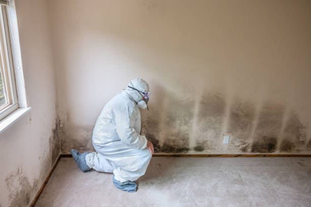Best Emergency Mold Removal  in Oakland City, IN