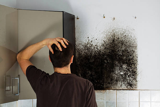 Best Mold Damage Repair  in Oakland City, IN