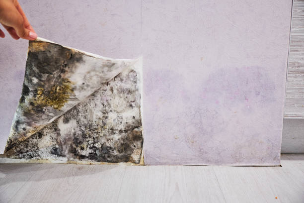 Best Mold Cleaning Services  in Oakland City, IN